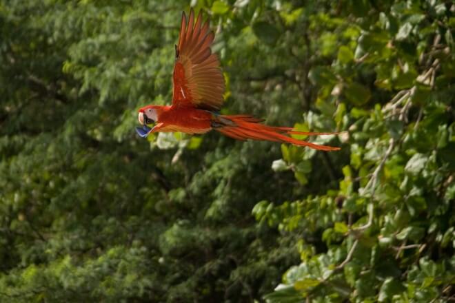 Guacamayas: inspirando películas y a los traficantes 