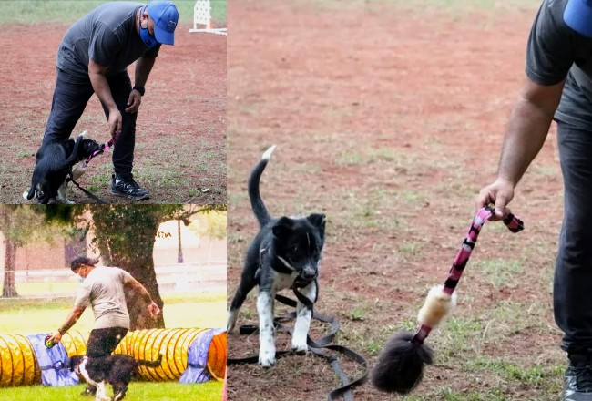 Adiestrando perros por más de 20 años 