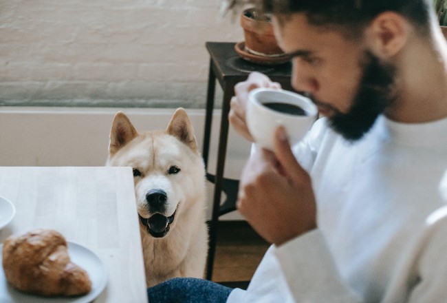 Pet friendly, la cultura que levanta pasiones por falta de regulación 