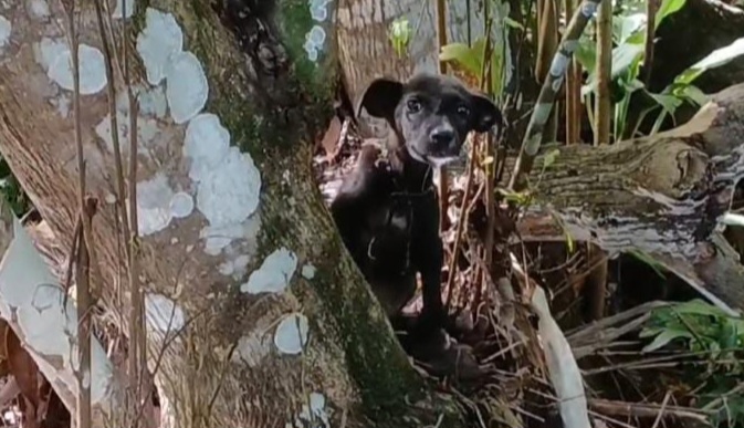 ¡Desalmados! Rescatan a perro amarrado a una rama de un árbol en Chiriquí 