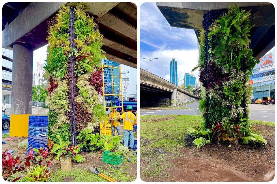 Construyen el primer jardín vertical municipal y mejoran espacio público en ciudad de Panamá  