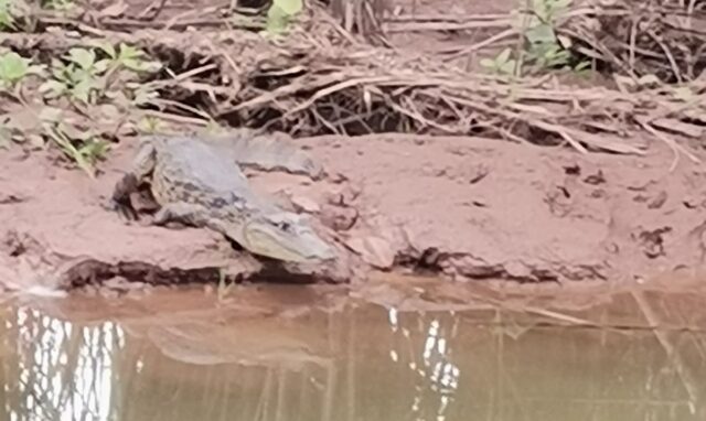 ¡Corrían con el lagarto muerto por las calles! Investigarán supuesto delito contra la fauna silvestre en Cativá 