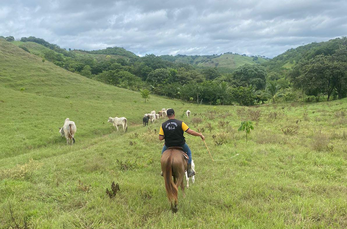 Policía ha recuperado 119 animales con denuncias de hurto pecuario en los últimos nueve meses 