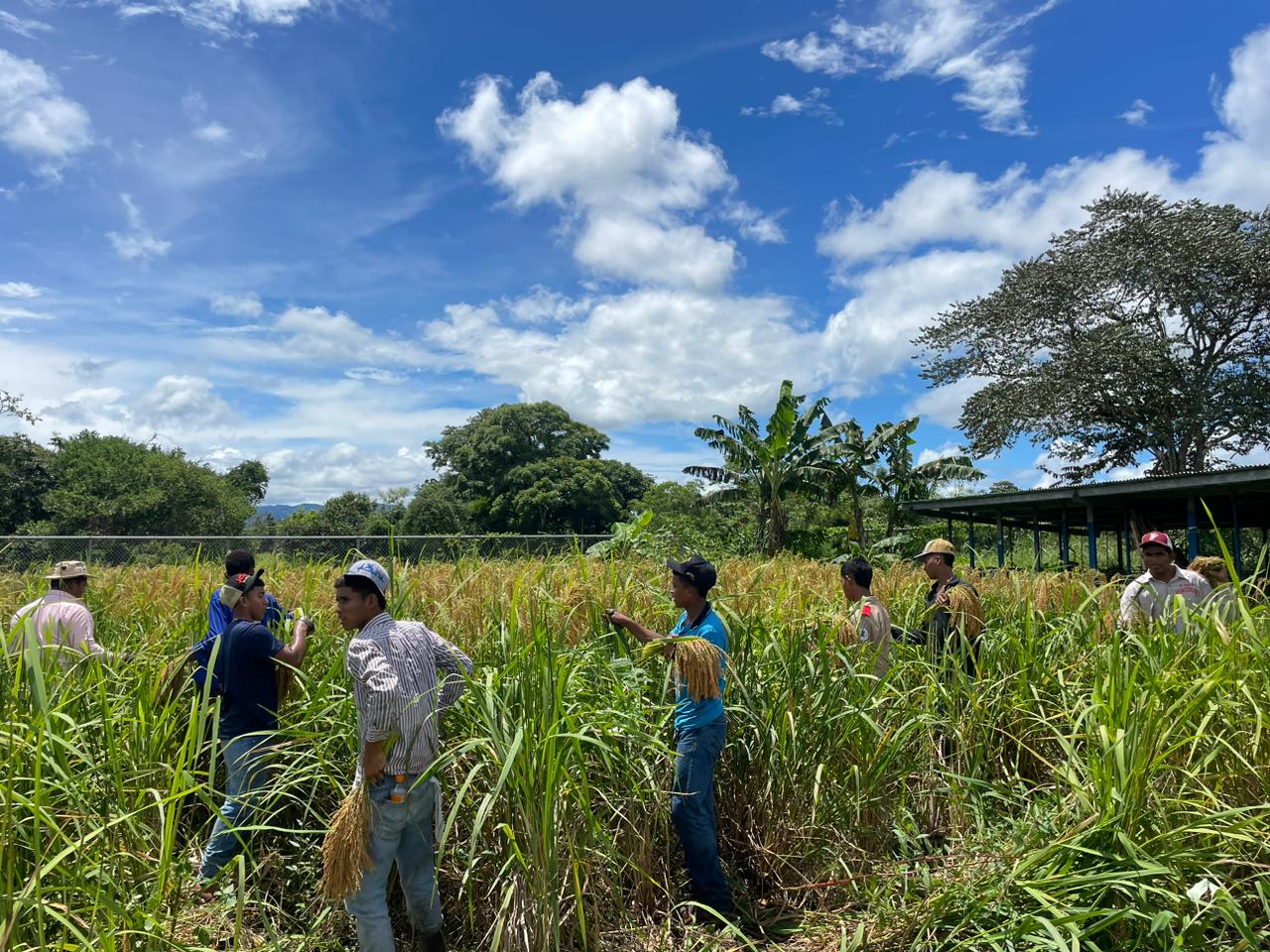 Estudiantes del Bachiller Agropecuario del IPT de Agua Fría #2 cosechan arroz 