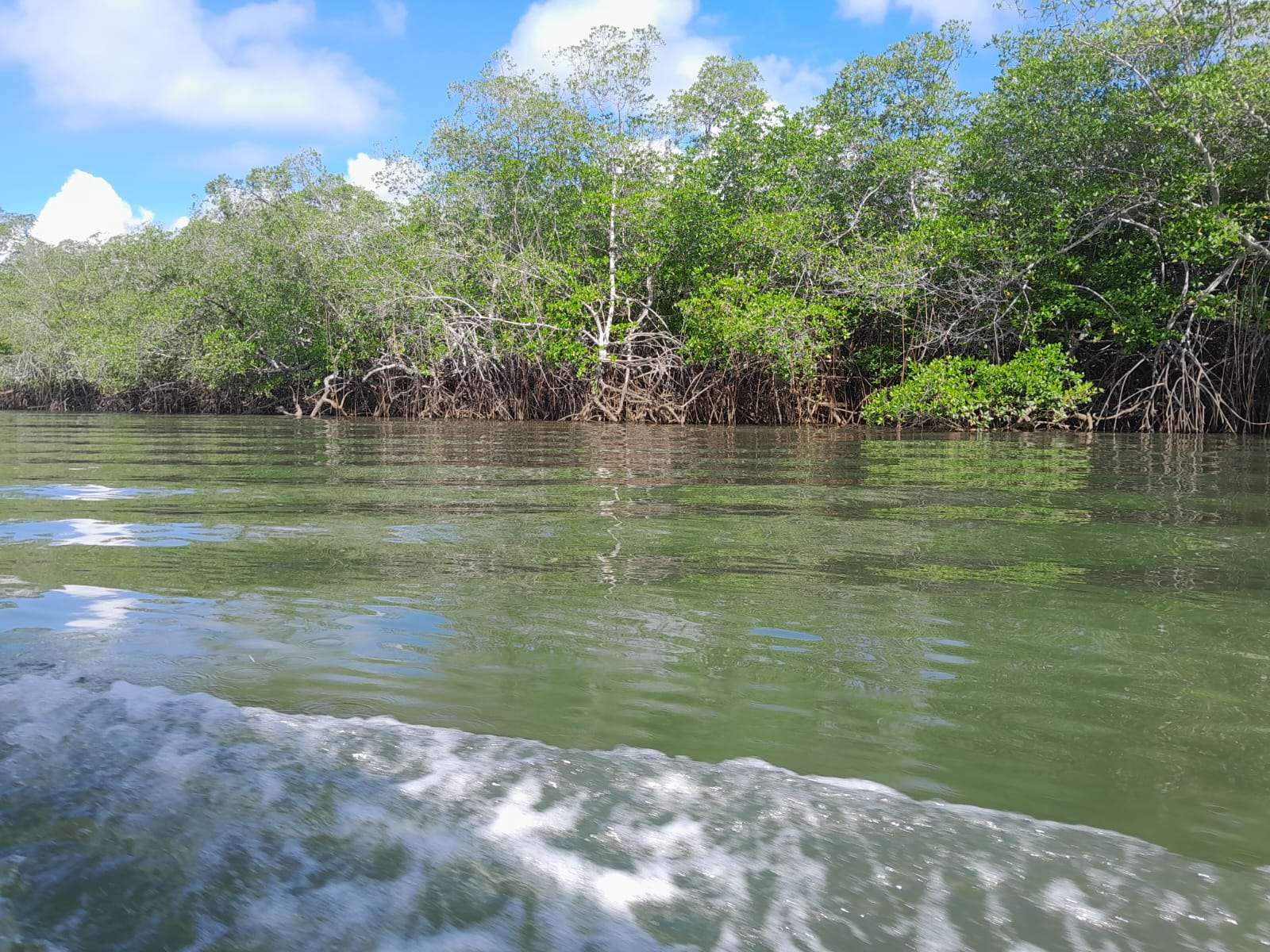 Puerto Barú tiene el compromiso de sembrar 100 hectáreas de nuevos bosques; admiten que tienen prohibido la tala y afectación de árboles de manglar 