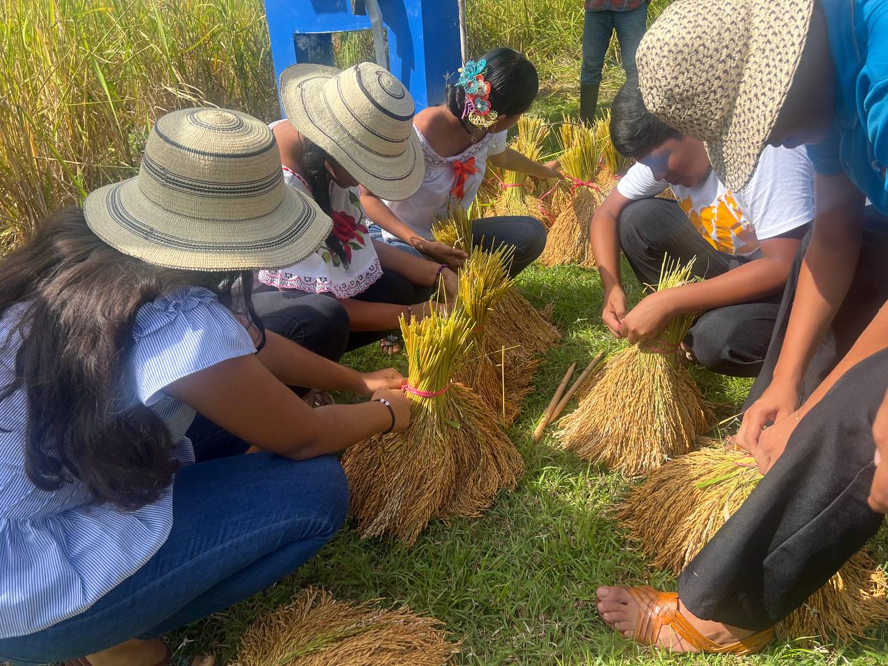 Escuela de Tara organizó una corta de arroz; lograron 250 manotas para el consumo de los estudiantes 