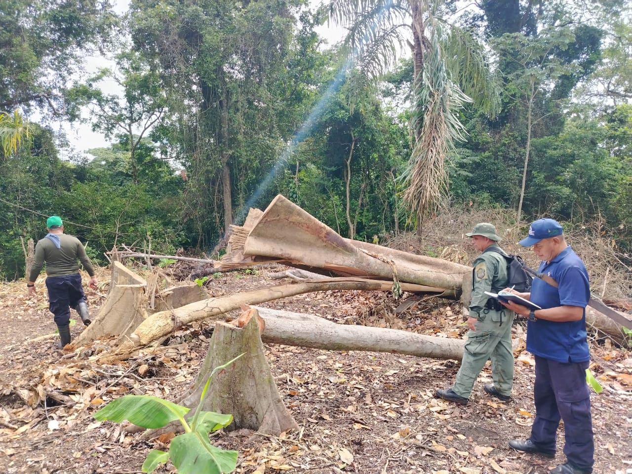 Sorprenden a dos personas en áreas donde se talaron ilegalmente 36 árboles en Achiote Sur 