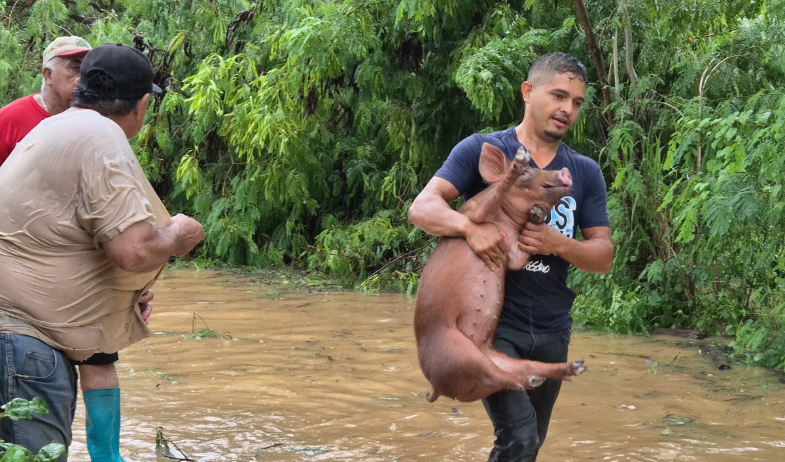 Productores de Azuero enfrentan devastadoras pérdidas tras inundaciones 