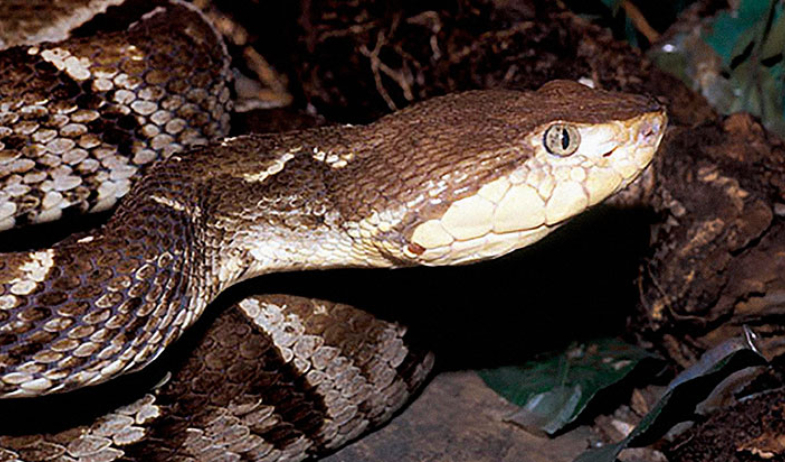 Este es el sector que sufre la mayor incidencia de mordeduras de serpiente 