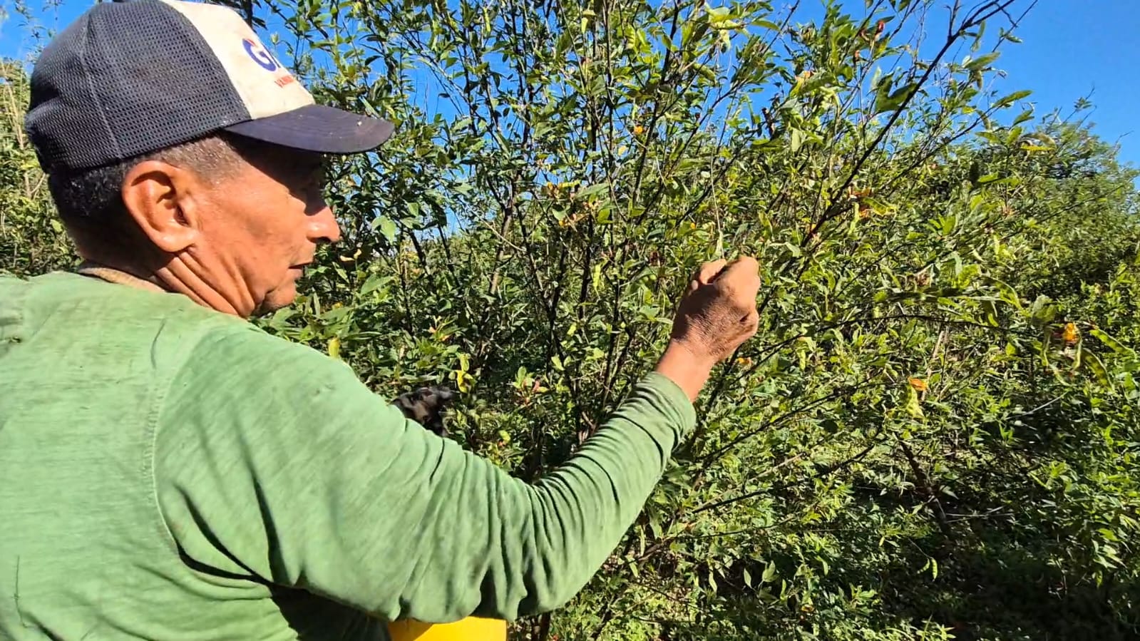 Admiten que la producción de guandú está en riesgo por el exceso de lluvias 