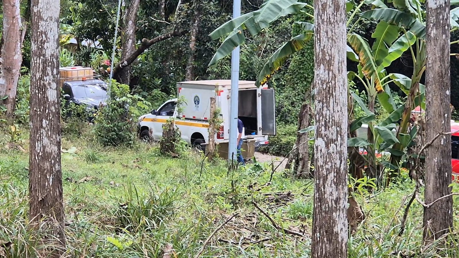 ¡Tragedia en Las Minas! Hombre pierde la vida en accidente mientras realizaba trabajos de tala 