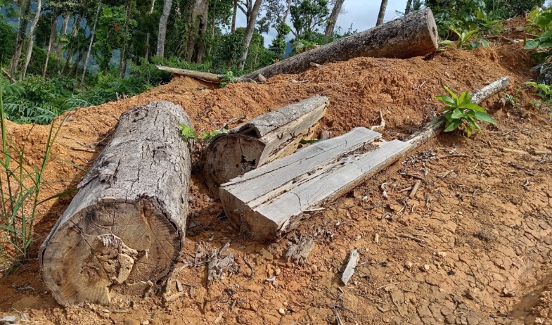 Ciudadano indostano señalado por tala ilegal de hasta 100 hectáreas en parque forestal de Coclé 