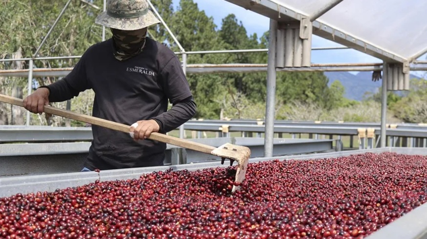 El café de lujo de Panamá escapa a las fluctuaciones de la bolsa, no al cambio climático 