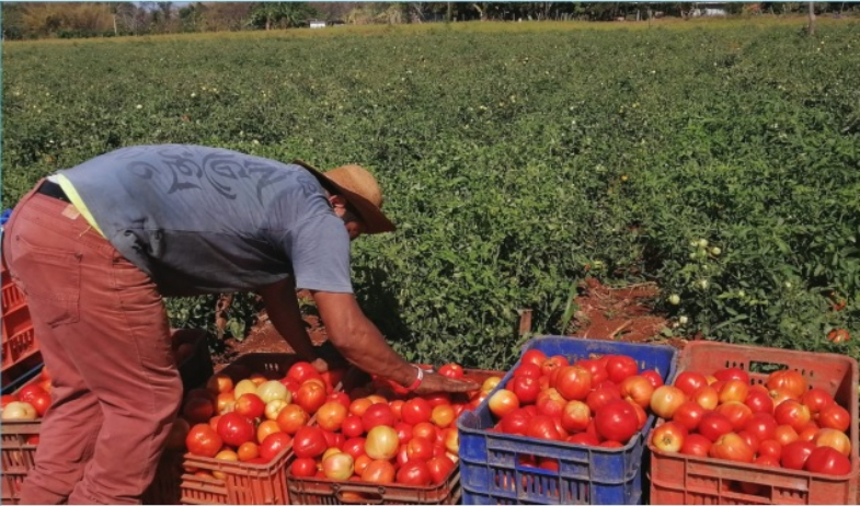 Productores de Azuero piden mantener financiamiento para la actividad agrícola  