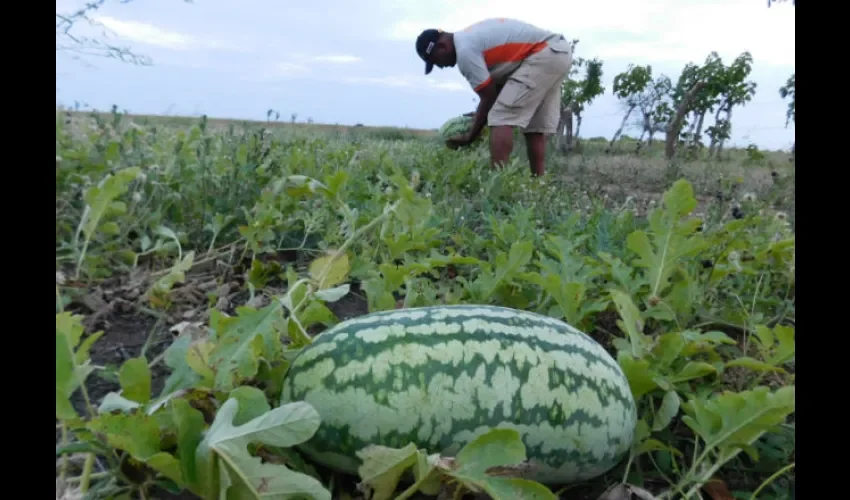 Sandias en Tonosí.