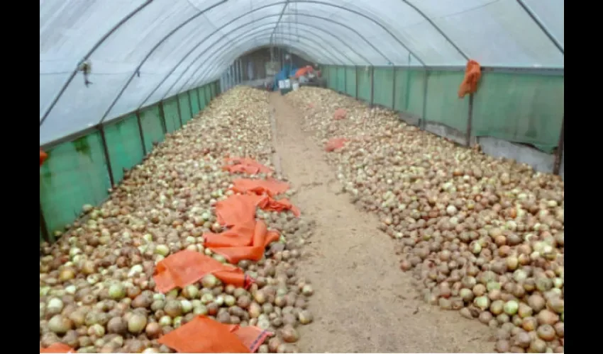 Cebollas  de Holanda.