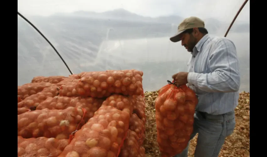 Foto ilustrativa de la cosecha de cebollas. 