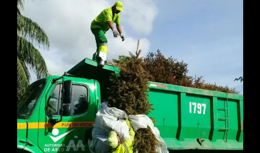 Arbolitos navideños.