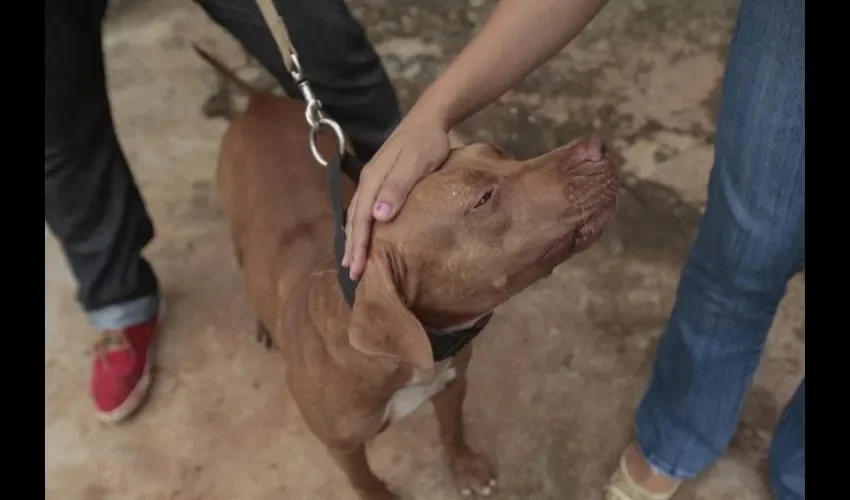 Solo basta con darle amor y cariño a un perro para que sea una buena mascota.  Roberto Barrios