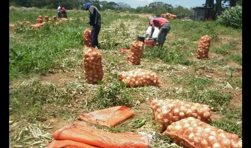 La cebolla tiene mucha demanda porque se cocina en diferentes platos. Foto: Epasa