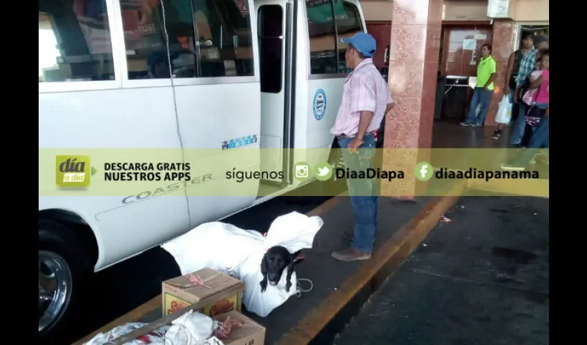 Pasajeros denunciaron la práctica de transportar a los animales. 