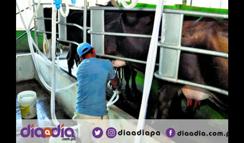 Los productores del sector ganadero se mantendrán en conversaciones con las autoridades. Foto: Epasa