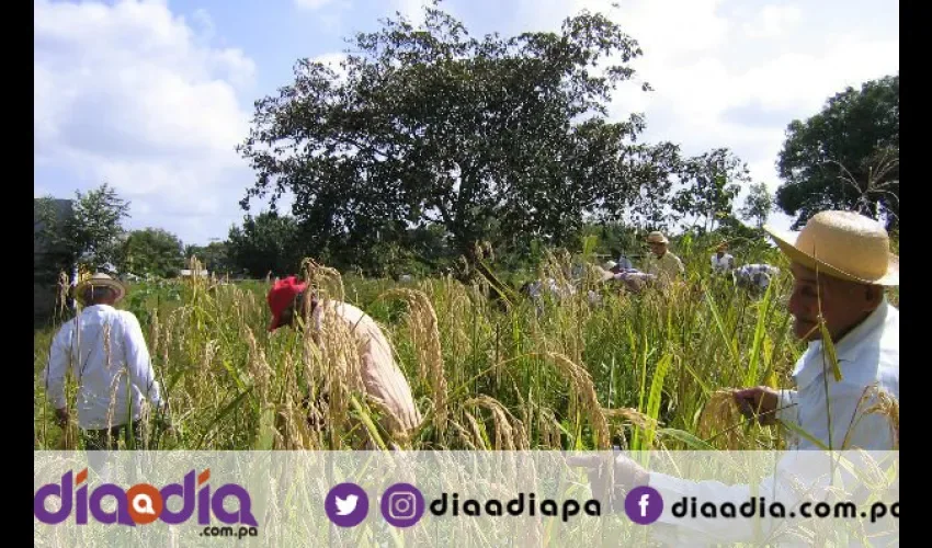 Productores de arroz piden que los pagos sean menos correteados. Foto: Epasa