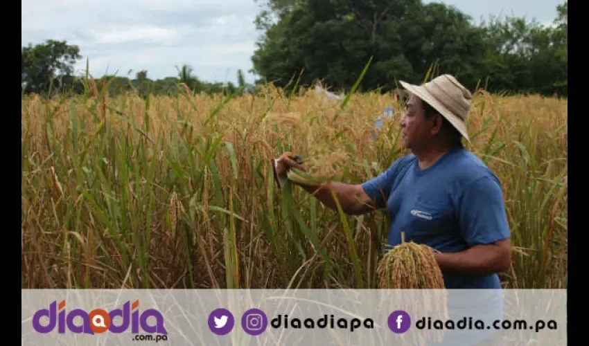 La feria del IMA abastece el 20% del consumo nacional . Foto: Epasa