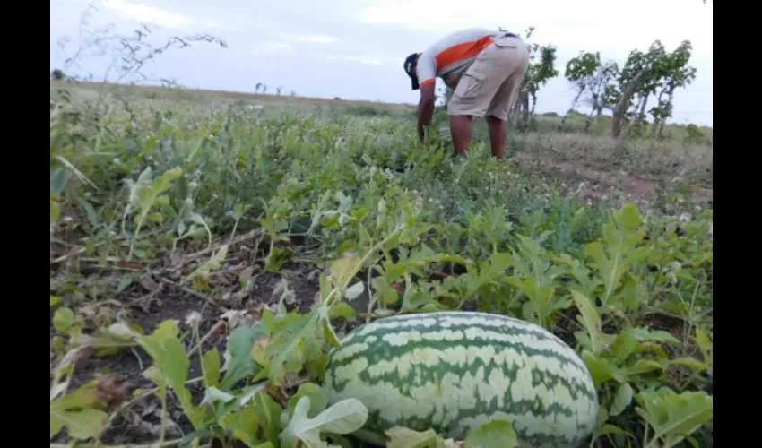 Producción de sandía en Isla Caña de Tonosí