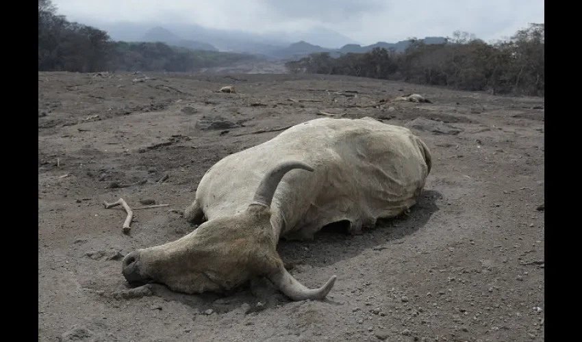 La producción agrícola y pecuaria fue diezmada por la erupción. 