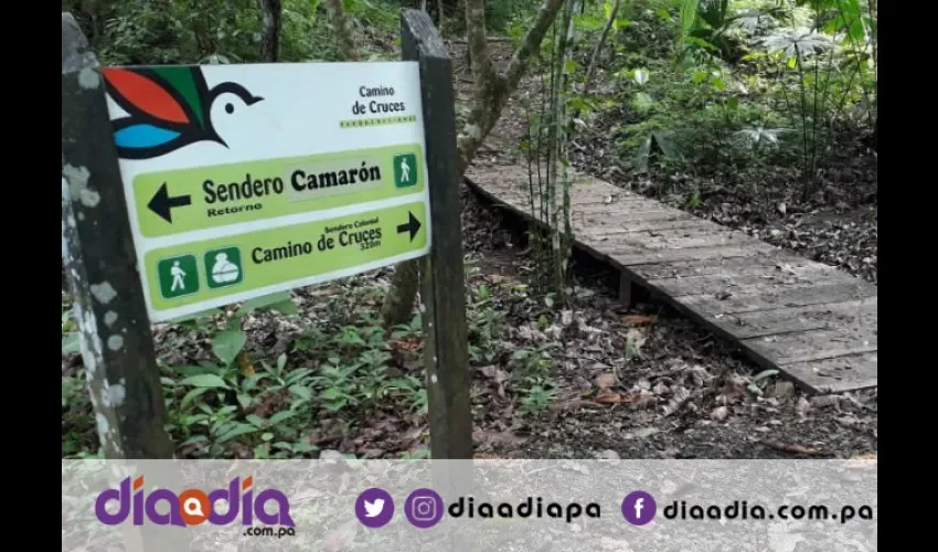 El parque produce agua para la cuenca del Canal. Foto: Jesús Simmons