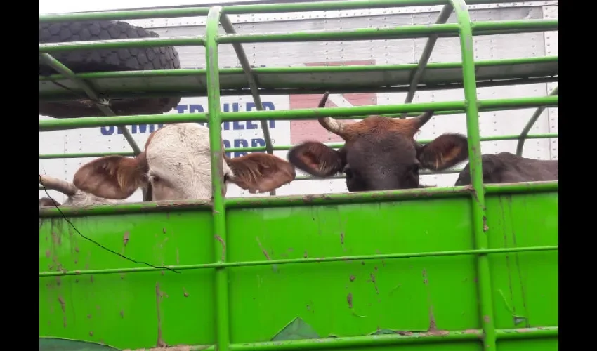 Ganadería en Chiriquí.