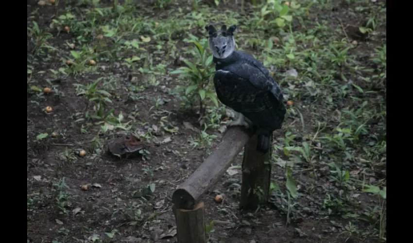 Desde 2010 existe un plan para su conservación. Foto: Roberto Barrios