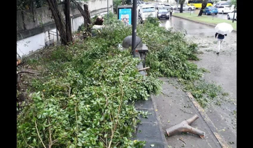 Árboles tuvieron que ser removidos de la vía. Foto: Roberto Barrios