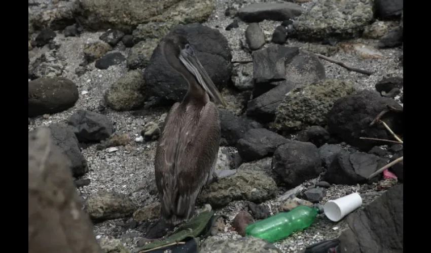 Foto ilustrativa de la contaminación de playas y mares. Foto: Roberto Barrios. 