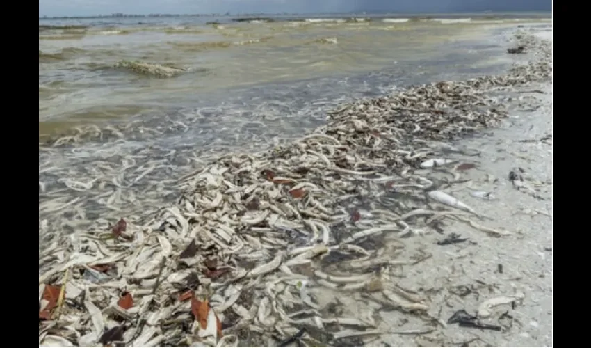 Especies han muerto debido a la marejada roja. Foto: EFE