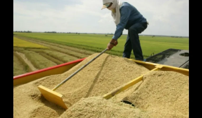 Buscan rescatar el agro con la siembra.