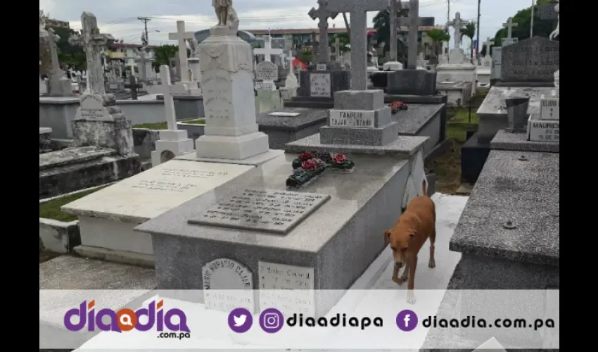 Llega todos los día al cementerio Amador. Foto: Jesús Simmons