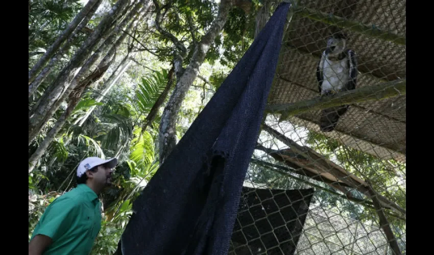 El águila arpía es el ave nacional. foto: Cortesía