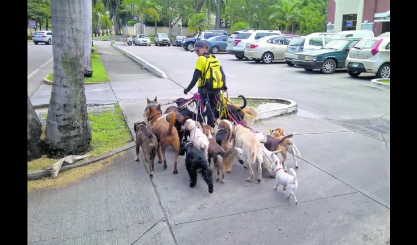 Ilustrativa de una persona que pasea perros por la ciudad. Archivo.