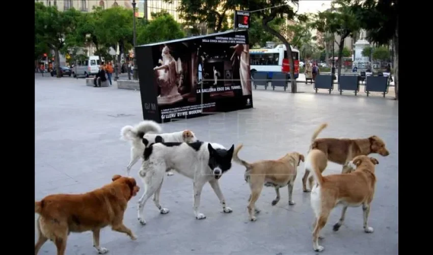 Hay que tener paciencia y amor por los perros para ser un paseador canino. Foto: Jesús Simmons