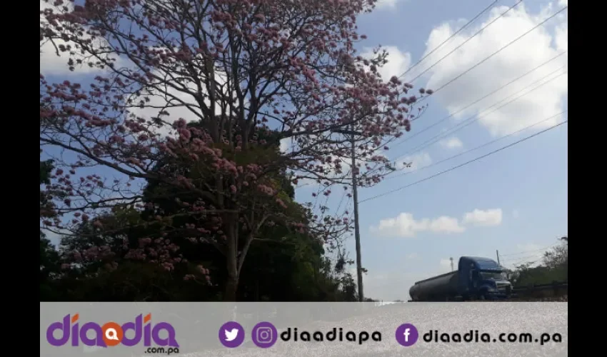 Este guayacán está a orillas de la vía Interamericana en Capira. Foto: Jesús Simmons