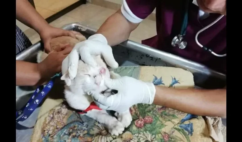 Momento cuando atendían el gato en el veterinario. Foto: Cortesía