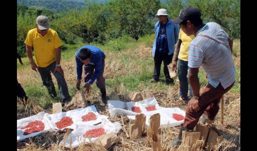 Panamá es buen productor de porotos. Foto: Cortesía