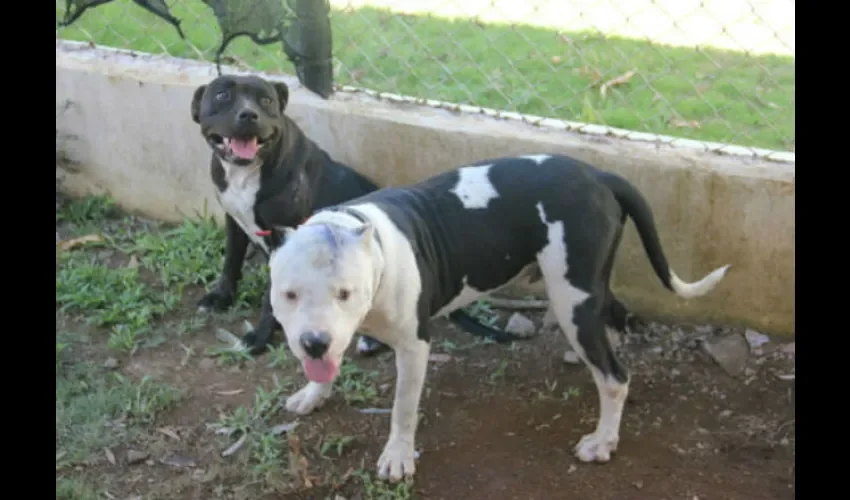 Los perros deben ser cuidados y protegidos como parte de la familia. Foto: Archivo