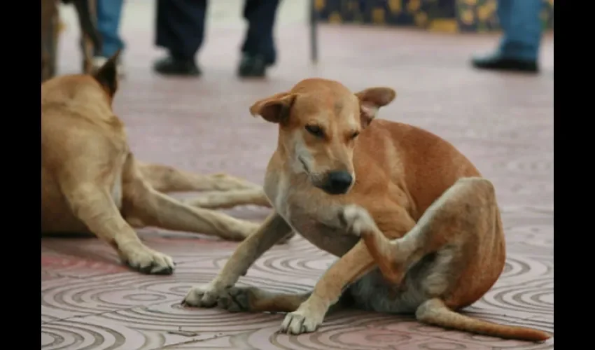 A todos los perros hay que educarlos y darles amor. Foto: Archivo