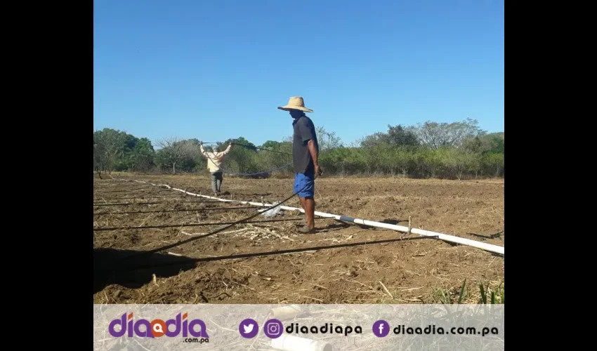 Preparar la tierra para sembrar sandías es muy duro. Foto: Jesús Simmons