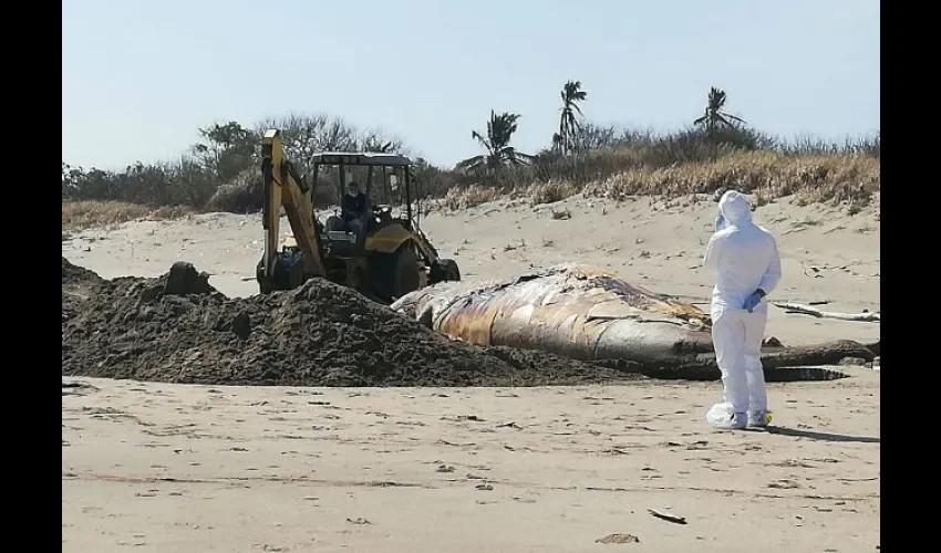 Temían que fuera un foco de contaminación. Foto: Thays Domínguez