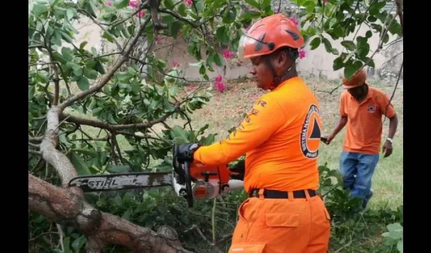 Árbol no dejó personas heridas, solo daños materiales. Foto: @sinaproc