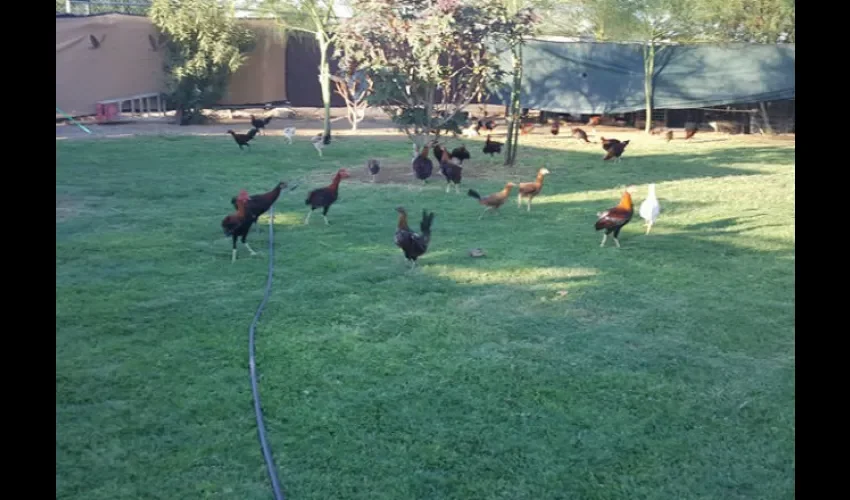 Foto ilustrativa de un área llena de gallos. 